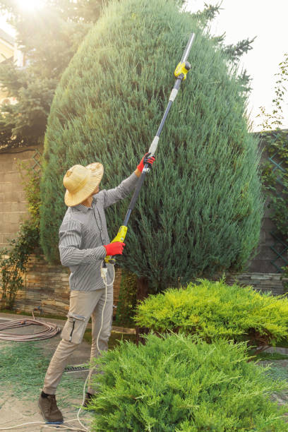 Best Lawn Renovation and Restoration  in Julian, CA